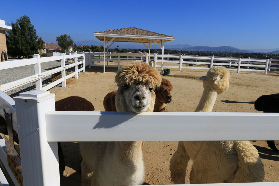 Tourist Attractions in Temecula - The Alpaca Hacienda